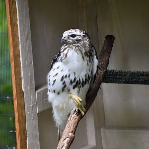 Harlan's Red-Tailed Hawk (Buteo jamaicensis harlani) light morph - "Blaze"