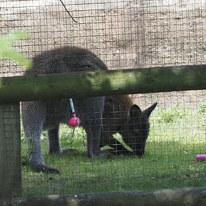 Red-Necked (Bennett's) Wallaby