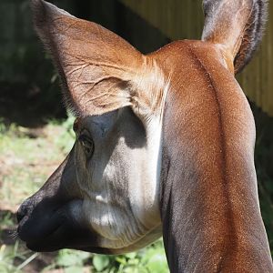 Okapi