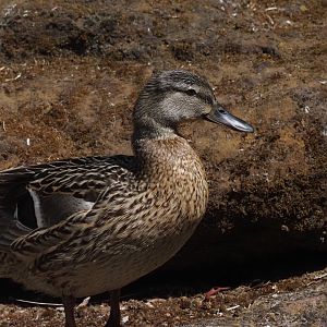 Mallard (Wild)