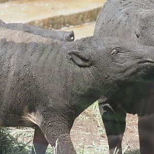 North Sulawesi Babirusas 1