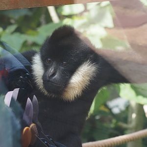 Northern White-Cheeked Gibbon