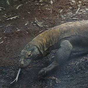 Komodo Dragon 1