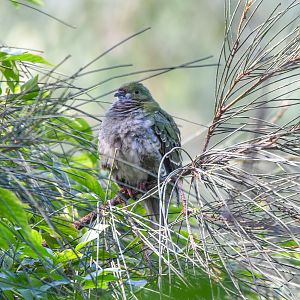 Superb Fruit-Dove