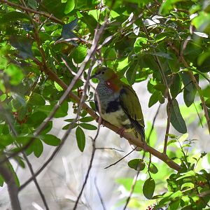 Superb Fruit-Dove