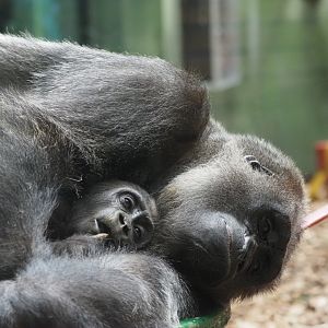 Western Lowland Gorilla Mother and Baby 1