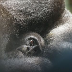 Western Lowland Gorilla Mother and Baby 2