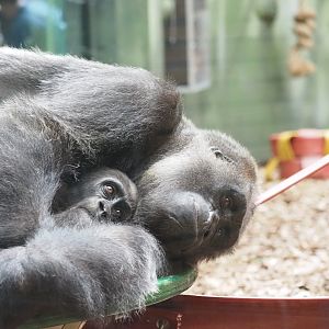 Western Lowland Gorilla Mother and Baby 3