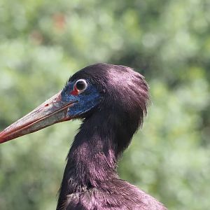 Abdim's Stork