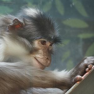 White-Naped Mangabey