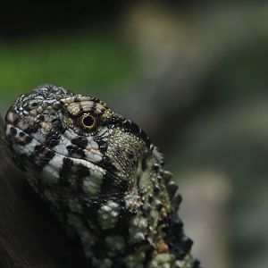 Chinese Crocodile Lizard