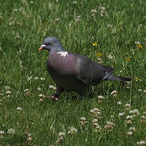Common Wood Pigeon (Wild) 1
