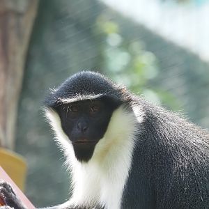 Diana Monkey