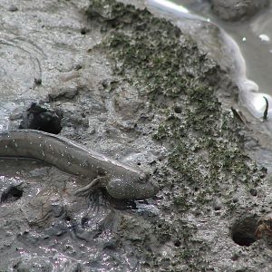 Great Blue-spotted Mudskipper (Boleophthalmus pectinirostris)