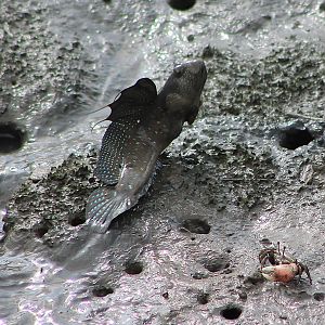 Great Blue-spotted Mudskipper (Boleophthalmus pectinirostris)