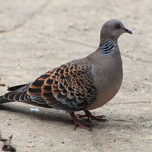 Oriental Turtle Dove (Streptopelia orientalis)