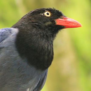 Taiwan Blue Magpie (Urocissa caerulea)