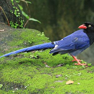Taiwan Blue Magpie (Urocissa caerulea)