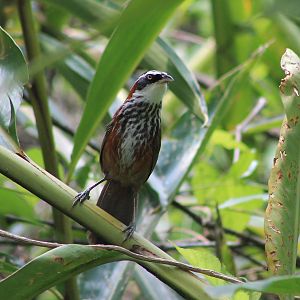 Taiwan Scimitar-Babbler (Pomatorhinus musicus)