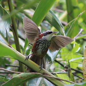 Taiwan Scimitar-Babbler (Pomatorhinus musicus)