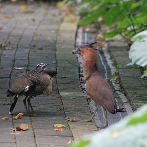 Malaysian Night Herons (Gorsarchius melanolophus)