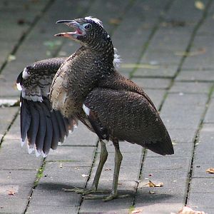 juvenile Malaysian Night Heron (Gorsarchius melanolophus)