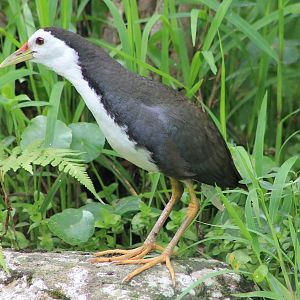 White-breasted Waterhen (Amaurornis phoenicurus)