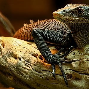 Black tree monitor : Crocodiles of the World : 20 Jun 2025
