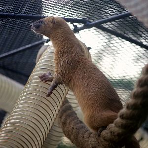 Siberian Weasel