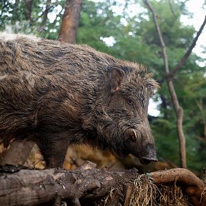 Wild Boar