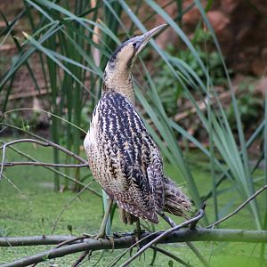Eurasian Bittern (Botaurus stellaris)