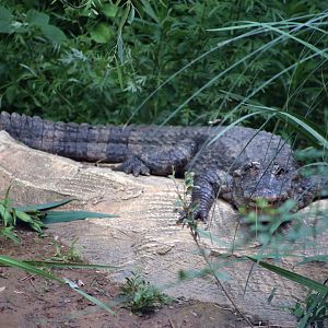 Chinese Alligator
