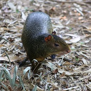 Azara's Agouti