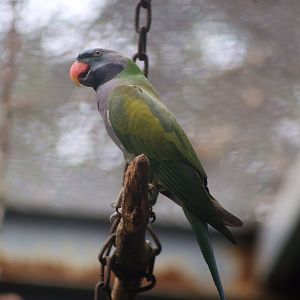 Lord Derby's Parakeet