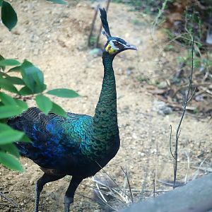 Green Peafowl