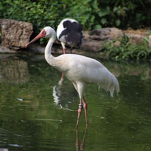 Siberian Crane