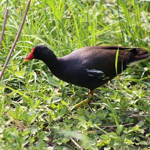 Wild Common Moorhen