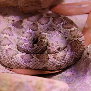 Catalina Island rattlesnake (Crotalus catalinensis)