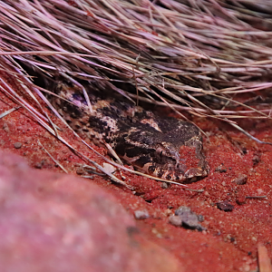 Rough-scaled death adder (Acanthophis rugosus)