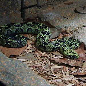 Ethiopian mountain adder (Bitis parviocula)