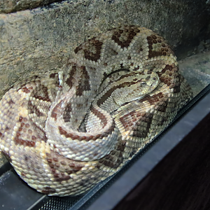 Yucatan neotropical rattlesnake (Crotalus tzabcan)