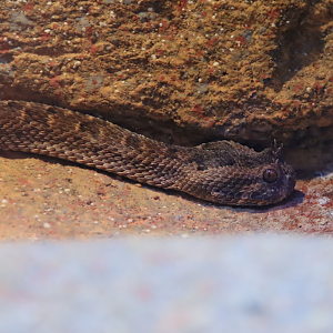 Many-horned viper (Bitis cornuta)