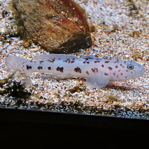 Leopard-spotted goby (Thorogobius ephippiatus)