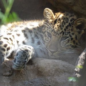 Amur Leopard Cub