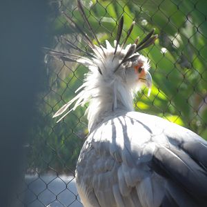 Secretary Bird