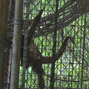 Louisville Zoo - The last woolly monkey in North America