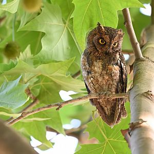 Oriental scops owl (Otus sunia)