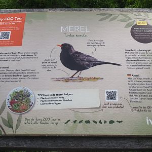 Example of native wildlife signage for European blackbird, 2024-08-21