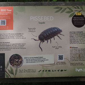 Example of native wildlife signage for rough woodlouse, 2024-08-21