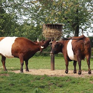 Lakenvelder cattle (Bos taurus taurus), 2024-08-21
